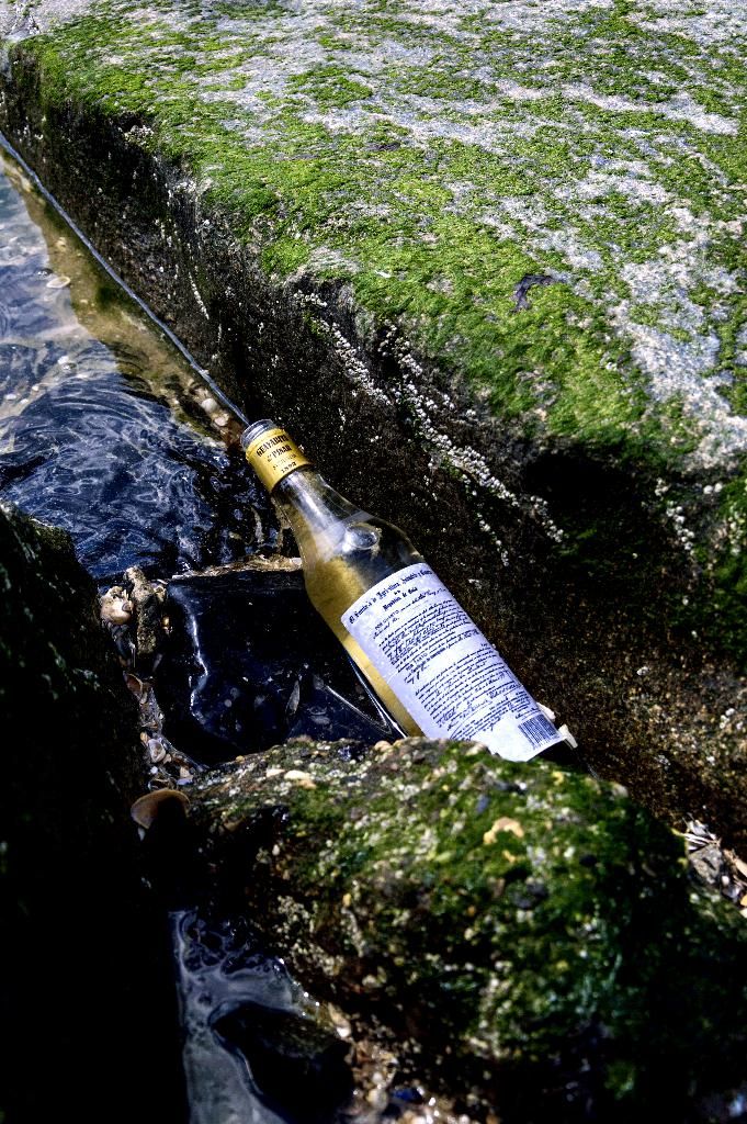 Algae as an alternative to fossil plastic: a possible solution for pollution?