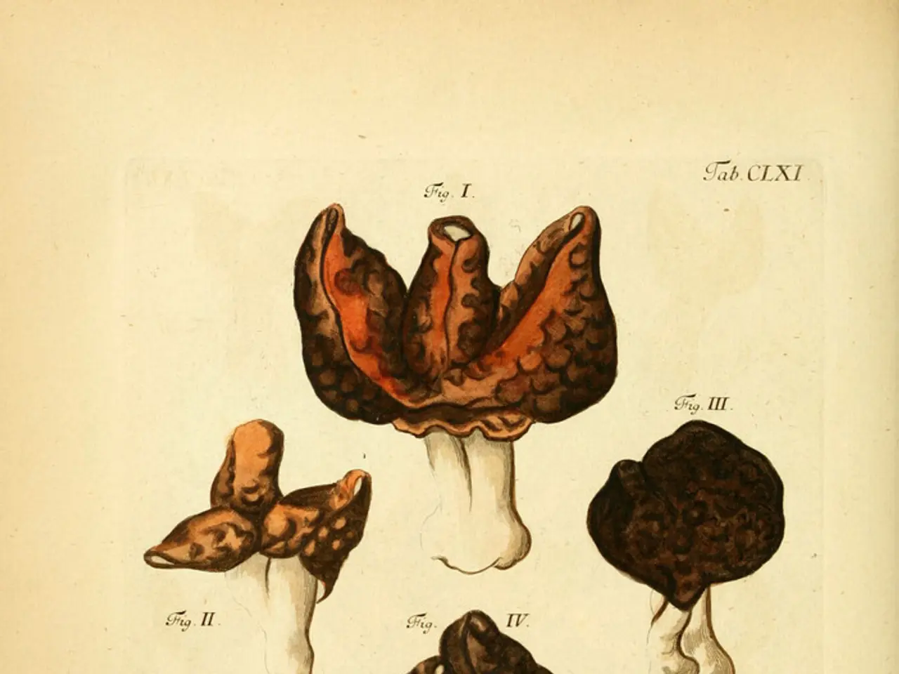 Fungus Cordyceps purported for addressing infertility and sexual dysfunction issues