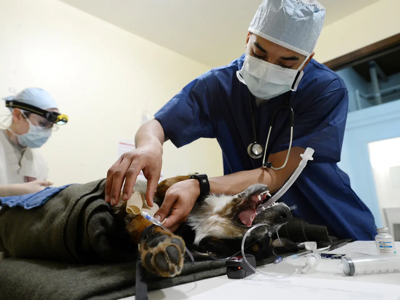 Urostomy Explanation: Varieties, Surgical Procedures, Post-Operative Care, and Regular Life