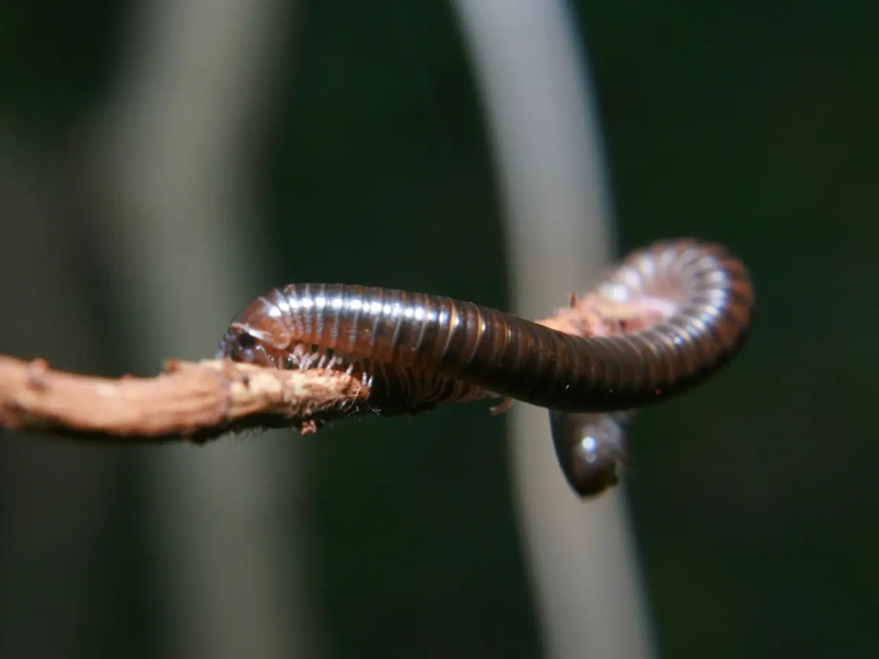 "Cat Regurgitating Parasites: A Veterinarian's Advice on How to React"