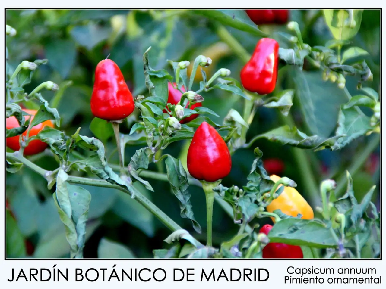 Complete immunity not guaranteed by a vaccine