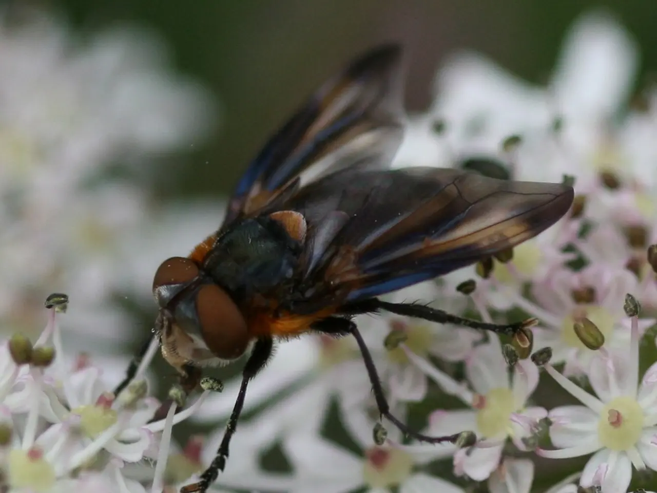 Homemade fly spray for horses: A vet offers safety guidance