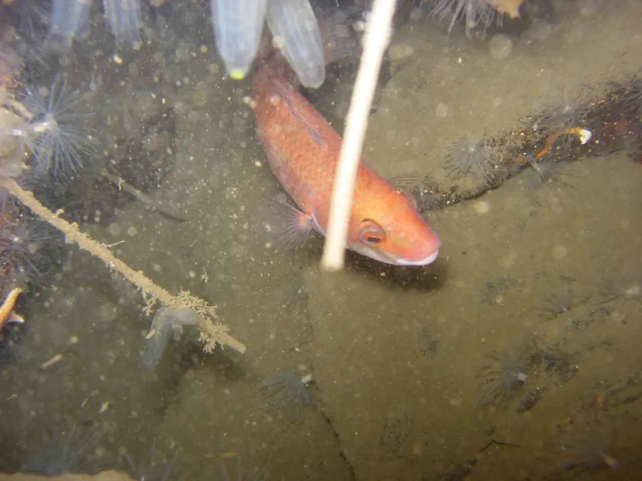 Algae-based fish alternatives offer iodine benefits.