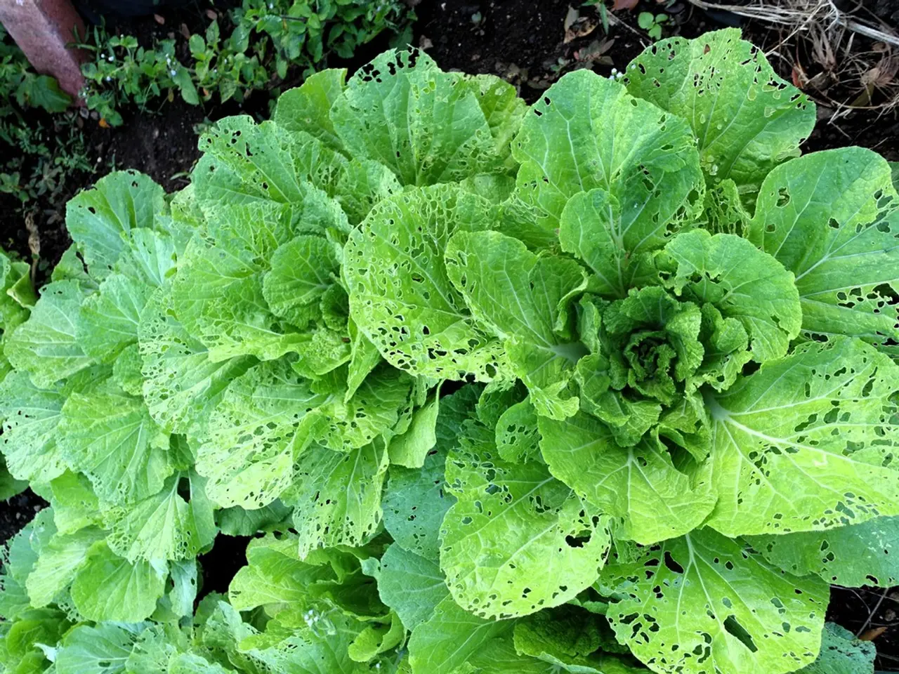 Blended drink featuring kiwi, apple, and spinach