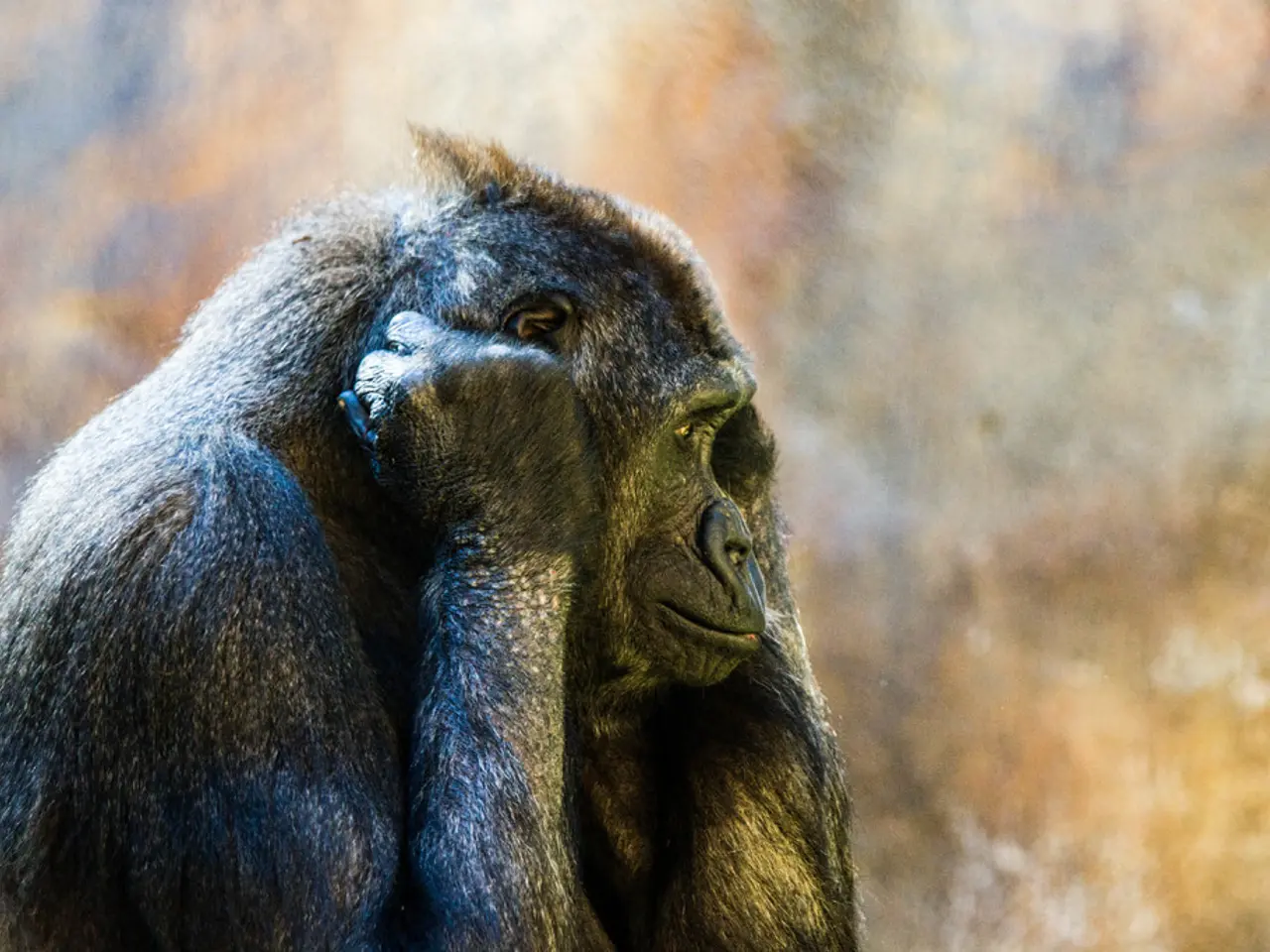 Rapid evolution of vocal cords observed in primates compared to ectoparasites!