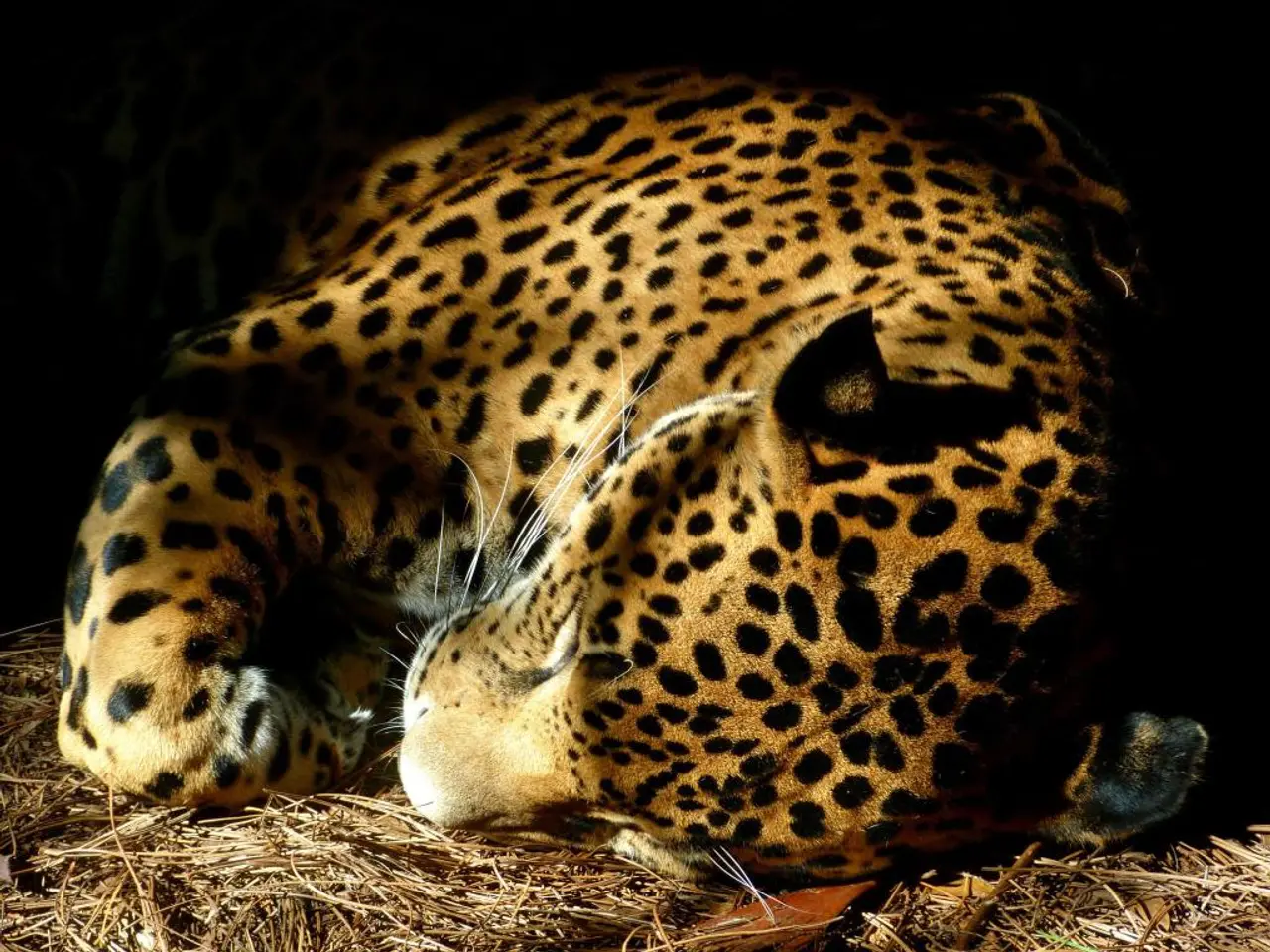 In this image we can see a leopard is sleeping on the dry grass. The background of the image is...