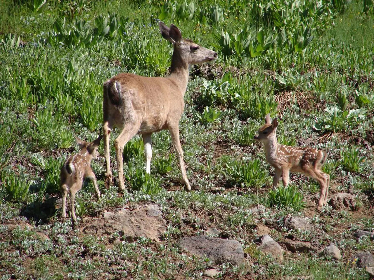 In this image I can see in the middle there is a deer, there are two calves on either side of this...
