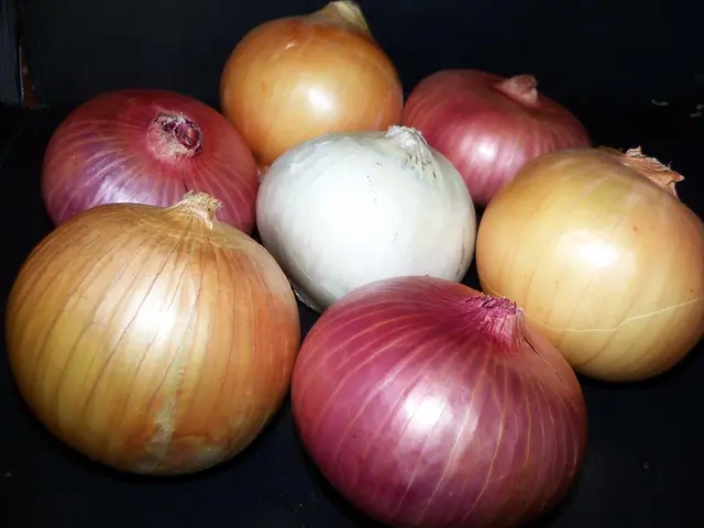 Top Garlic Varieties Suitable for Your Growing Conditions