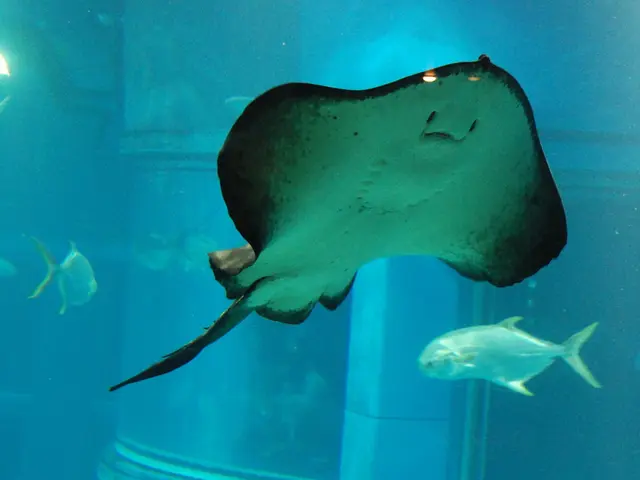 Troubleshooting Dinoflagellate Infestations: A Disaster in the Aquarium - Episode 6