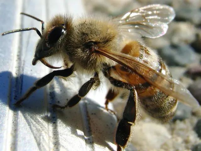 Unfiltered vs. Filtered Honey: Understanding the Distinctions