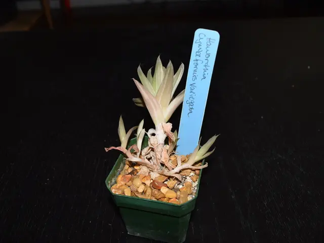 Comparative Testing Confirms Superior Yields in Commercial Cannabis Cultivation Using Advanced...