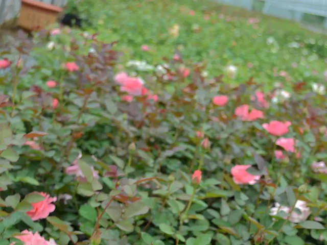 Princess Kate to Regroup Following Ascot Cancellation