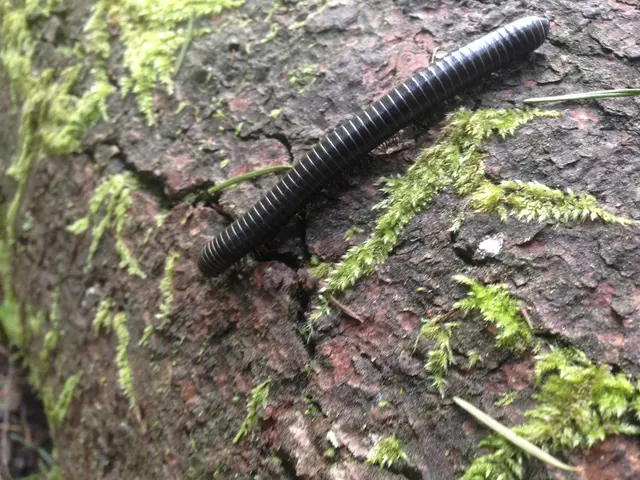 Treatment, causes, and signs of phimosis, a condition that affects the foreskin of the penis,...