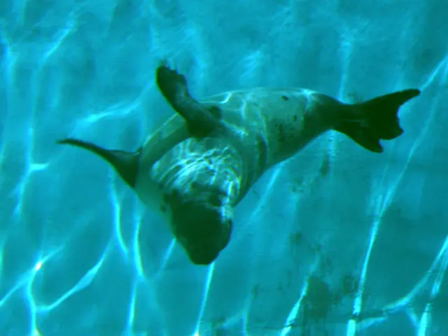 Cold-Water Adaptation: Enhancing Cellular Survival for Extended Life Span