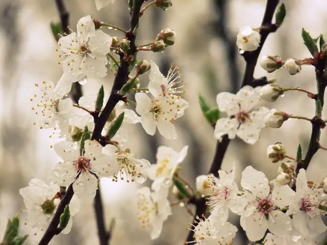 Giant hogweed: a towering, invasive plant with white flowers, causing severe burns upon skin...