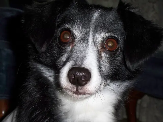 Increased water consumption in dogs: Understanding nine potential causes, as explained by a...