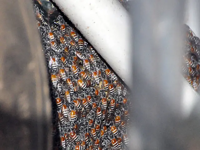 Informational Webinar via Our Site / Scientific Panel on Bee Wellness / Embracing Eco-Friendly Hive...