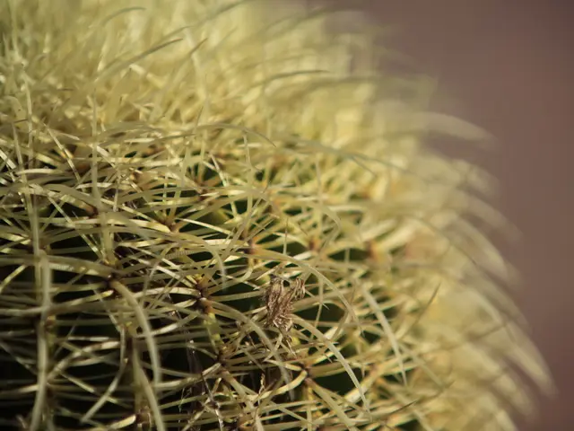 Pigeon Chest (Pectus Carinatum): Characteristics, Root Causes, and Remedies