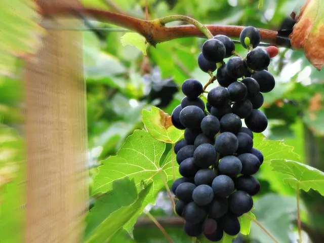 Grape seed extract: Advantages, disadvantages, and potential impacts
