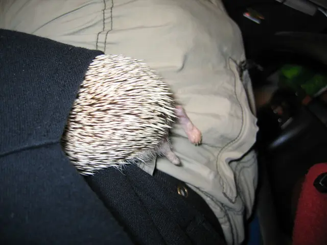 Top-tier Pet Insurance Providers, as Detailed by Ryan Karpusiewicz