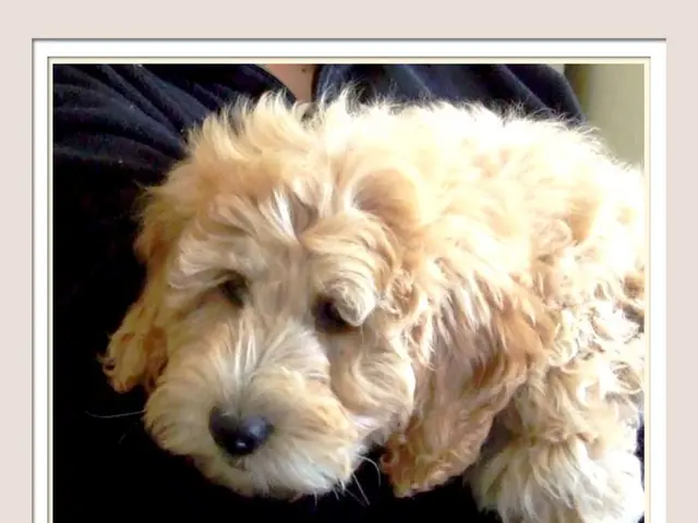 Study reveals that looking into your pet dog's eyes might foster a neural link between you and them