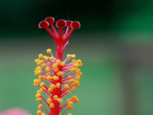 Headache and Nosebleed: Understanding Root Causes, Additional Symptoms, and Potential Remedies