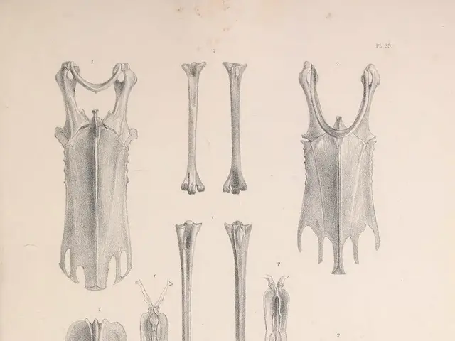 Uncovering the Extremes: Fascinating Tidbits Regarding the Human Body's Size and Scale