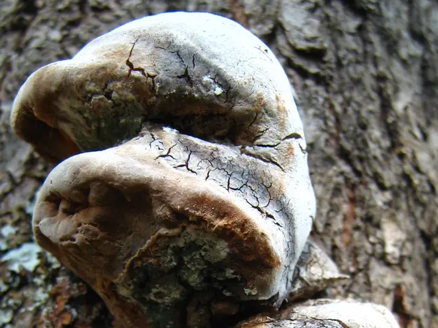 Household Molds Triggering Allergic Symptoms