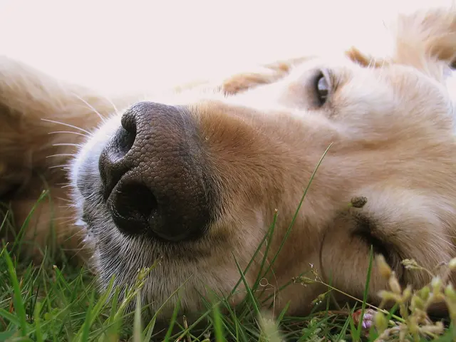 Canines Trained to Detect Parkinson's Disease by Their Sense of Smell
