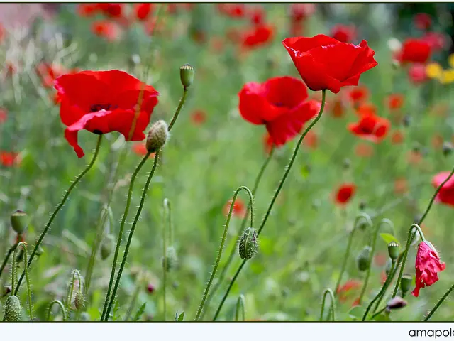 Menstrual transition symptoms: Dizziness factors and solutions