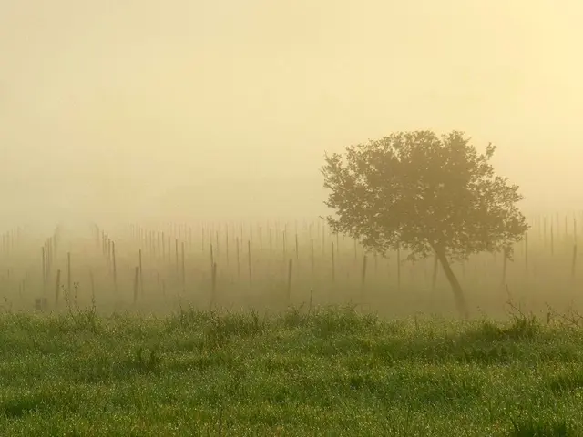 Mental cloudiness andmelancholy: Description, indications, and remedies