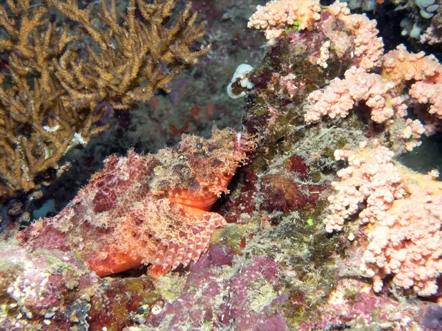 Oceanic Heat Wave Exploration: Scuba Divers Gather Thermal Dimension Details