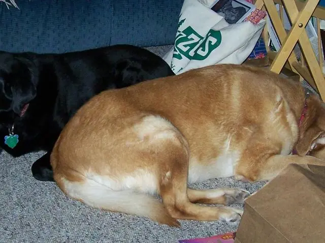 Safeguarding the Sun from Beta-Carotene Exposure