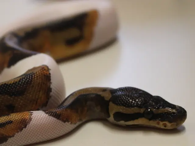 France's Serpent Stalemate: Identifying Garter Snakes from Vipers: A Guide for Discernment