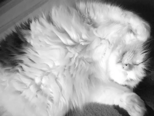 Exploring Feline Snores: Are They Annoying, Adorable, or Worth Concern?