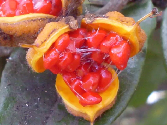 Mighty Superfood Anjeer: Its Small Size Packed with Strength, Healing Properties, and Natural...