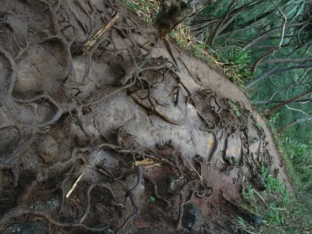 Soil Enrichment through Natural Decay of Vegetation