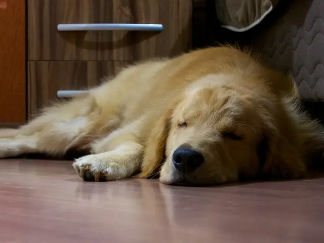 Dog Panting and Restless: Understanding Potential Causes and What Veterinarians Recommend, an...