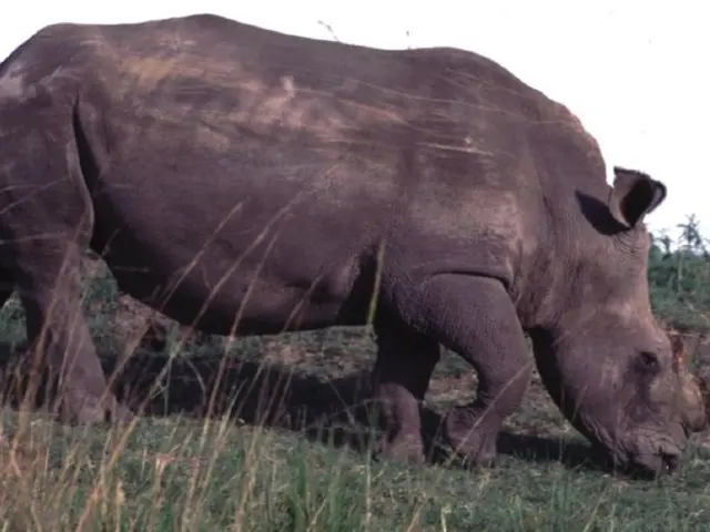 Final Effort by KWS to Rescue Northern White Rhinos via In-Vitro Fertilization