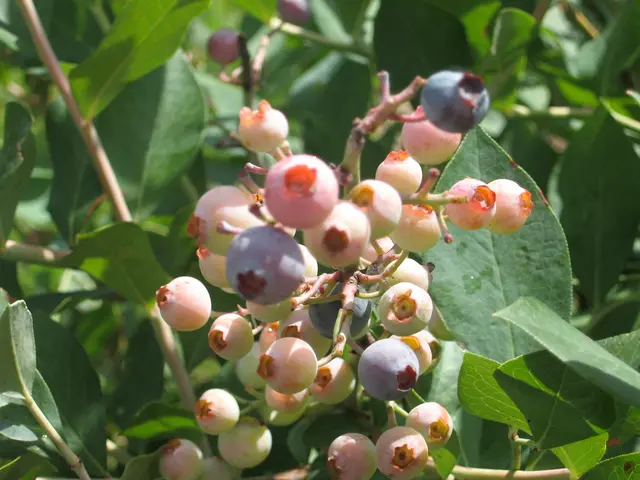 Uncovering 8 lesser-known berries with potent antioxidant properties for robust free radical...