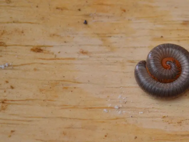 Undergoing Silicone Inserts in the Dominican Republic Seems Attractive, Until the Implants...