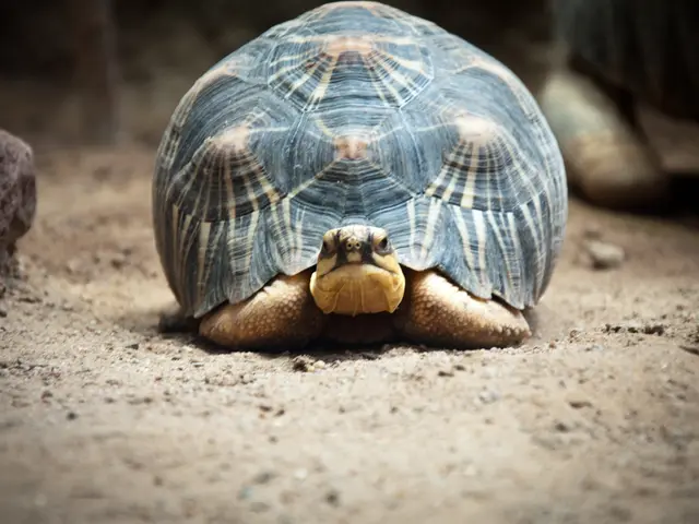 Turtles from Würzburg County Test Positive for Virus; Seek New Homes