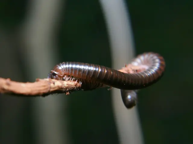 Worm-like organisms that resemble and move like ropes discovered in deep-sea sediments.