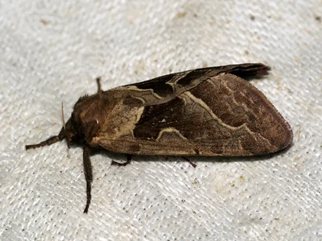 Scalp Irregularities: Origins, Signs, and Solutions