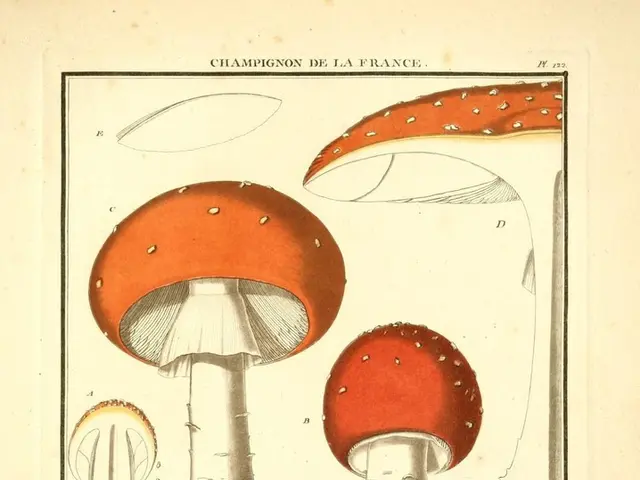 Best Supplements Enhancing Creativity and Divergent Problem-Solving Skills