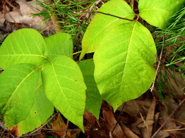 Do Plants Experience Emotions?