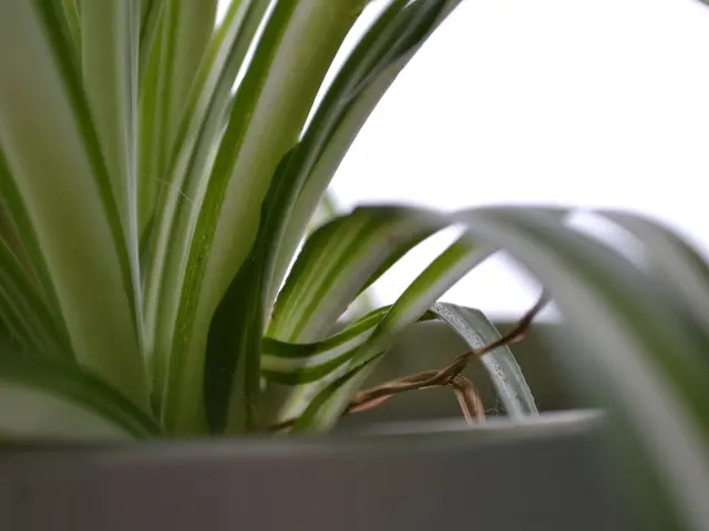 Federal initiative spotlights Omsk white oils as standout contributors