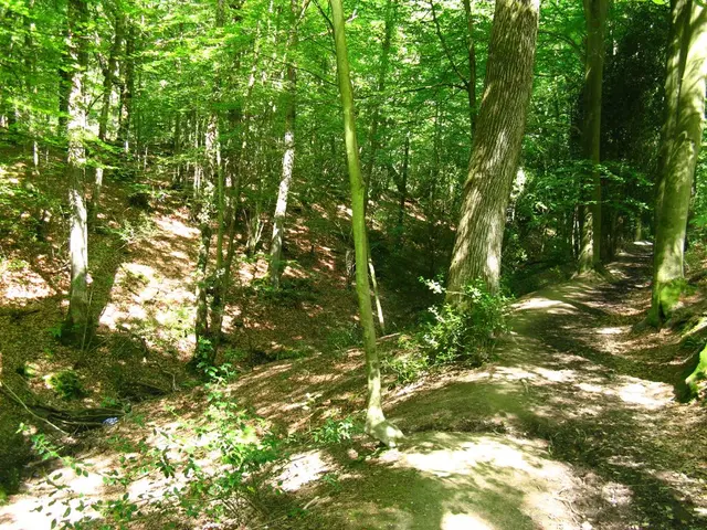 Forest Healing's Mystique - Exploring Six Rejuvenating Forests in MV