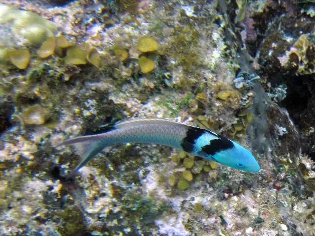 Substance reminiscent of black goo, teeming with life, was observed emanating from a vessel on the...