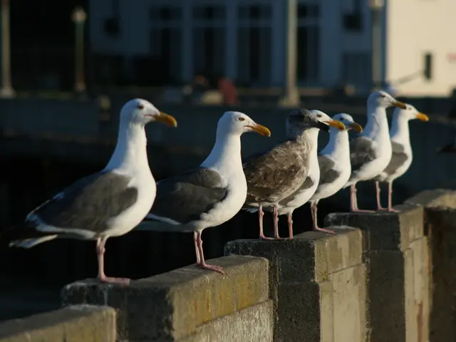 Penalty of Fines Imposed for Feeding Pigeons in Your Local Residence